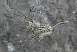 Four Ordovician Crinoids (Cupulocrinus) - Ontario #95195-3
